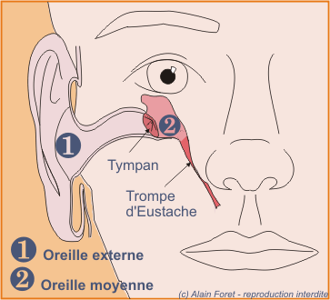 Fig. 12 - Oreille externe et moyenne